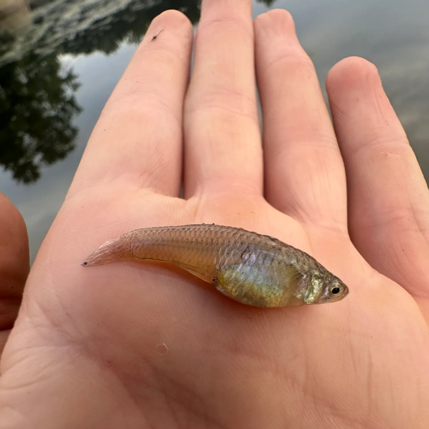 The most recent Eastern mosquitofish catches on Fishbrain