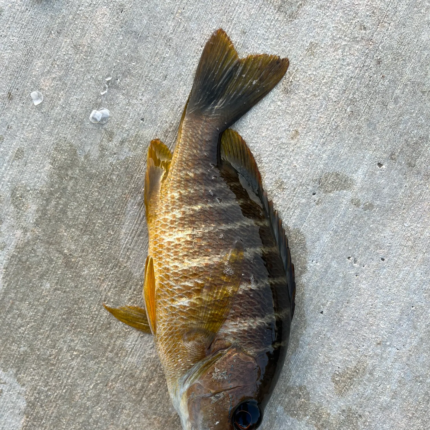 The most recent Dog Snapper catches on Fishbrain