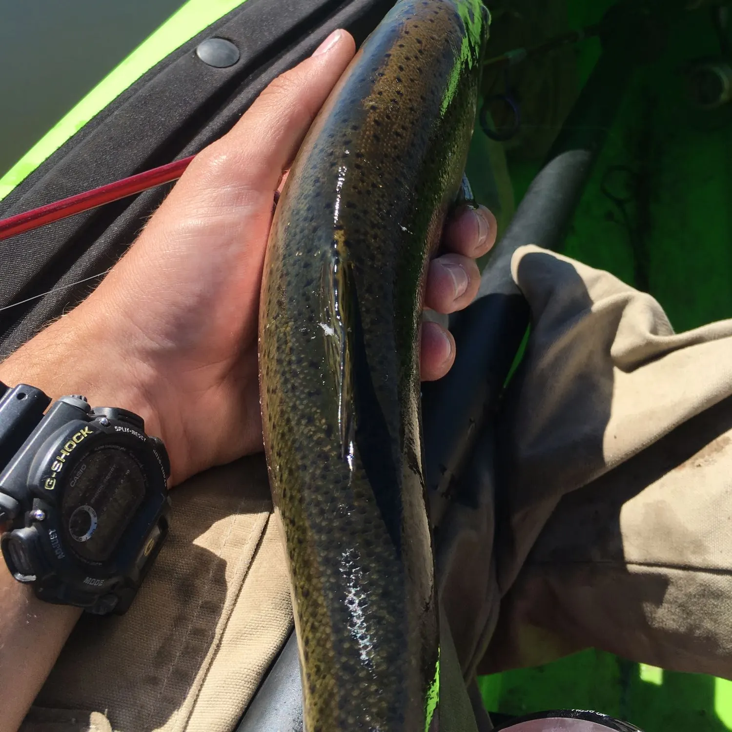 recently logged catches