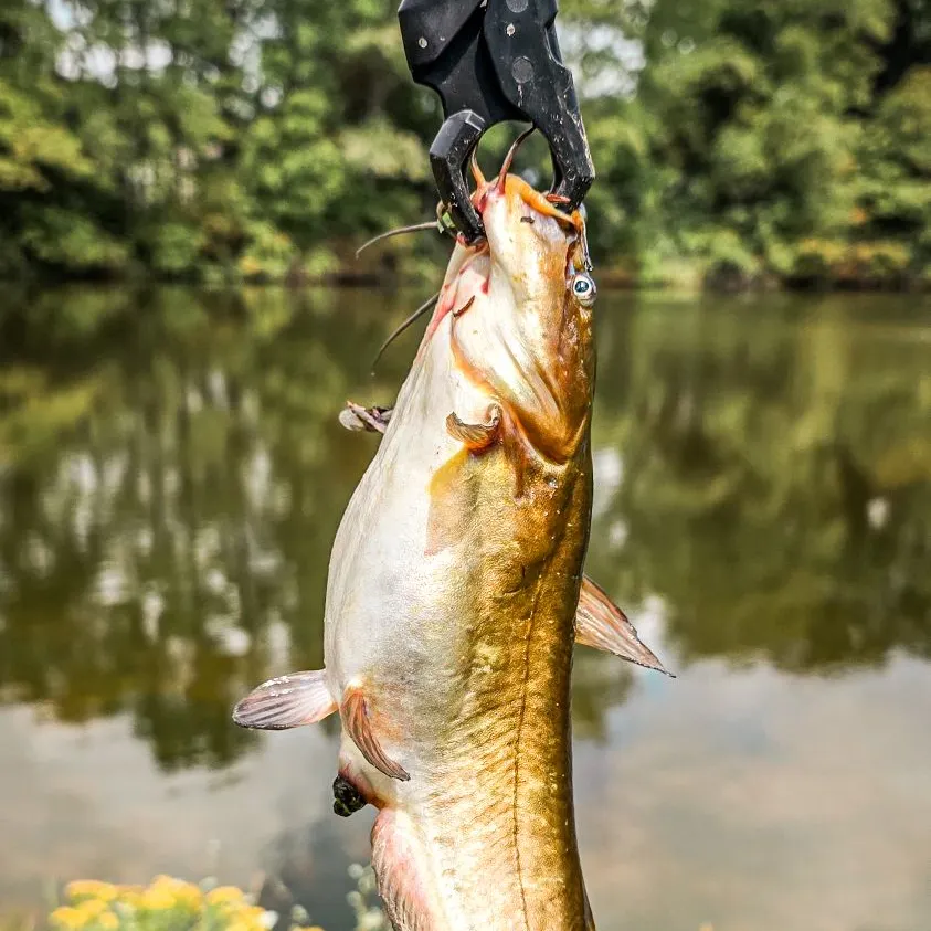 Channel catfish caught on Fishbrain