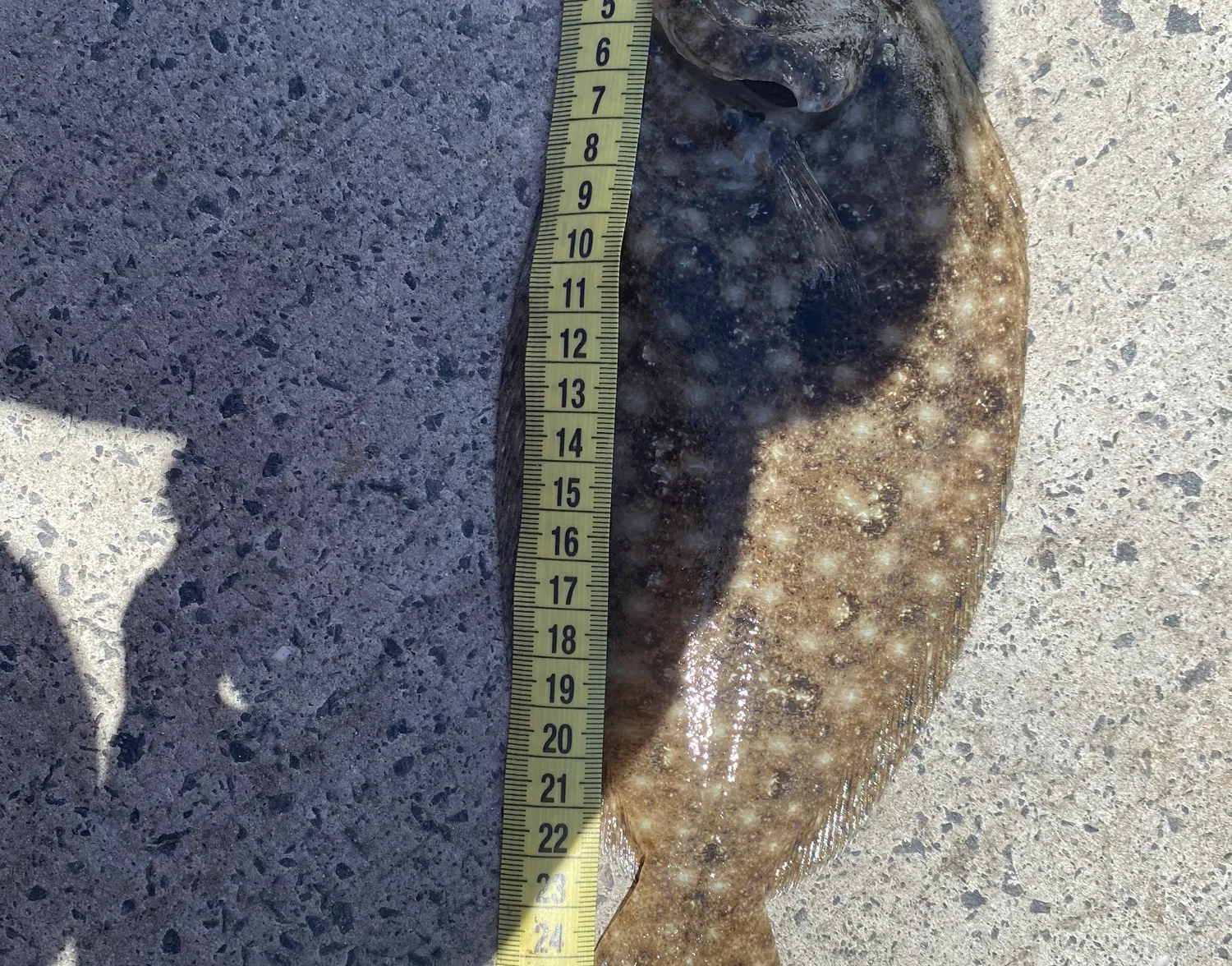 Yellowbelly flounder