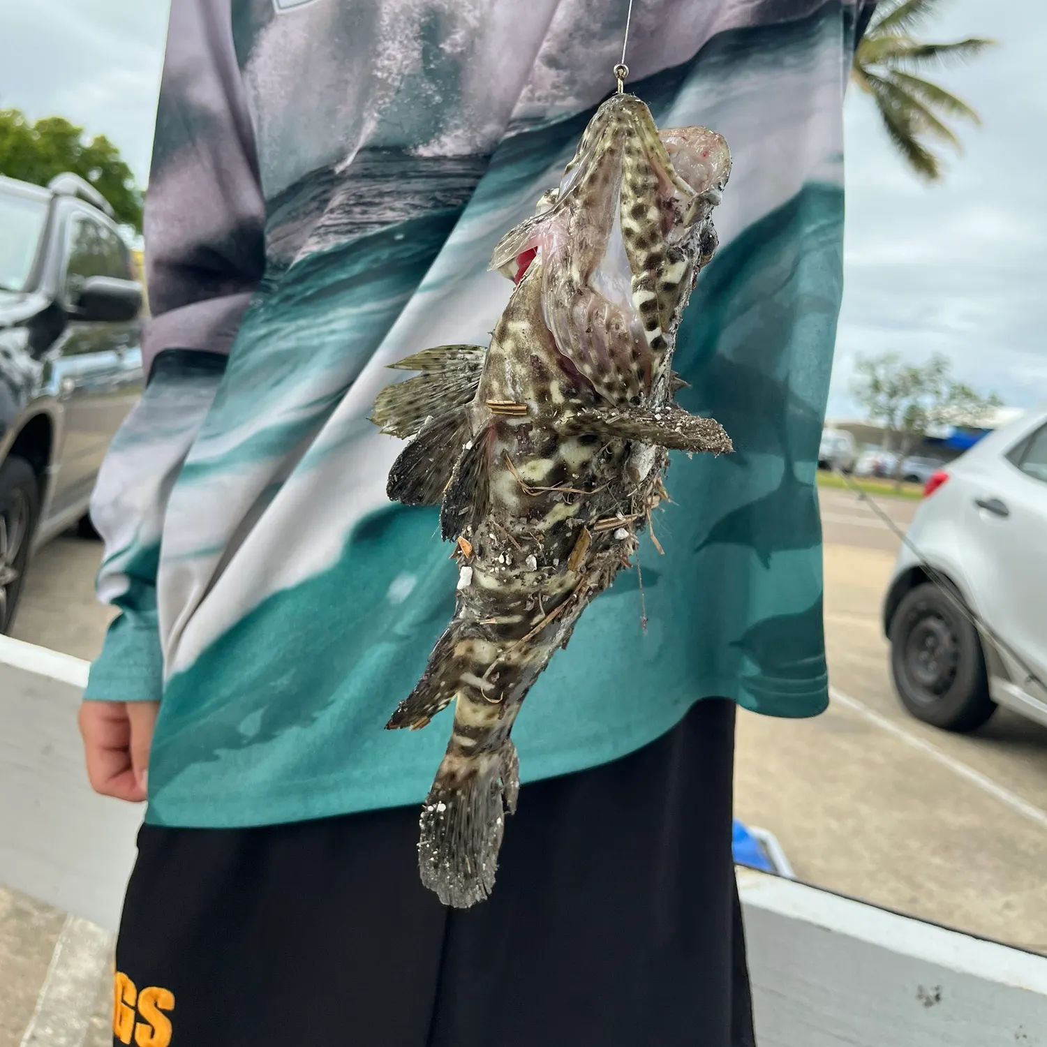 The most recent Orange-spotted grouper catches on Fishbrain