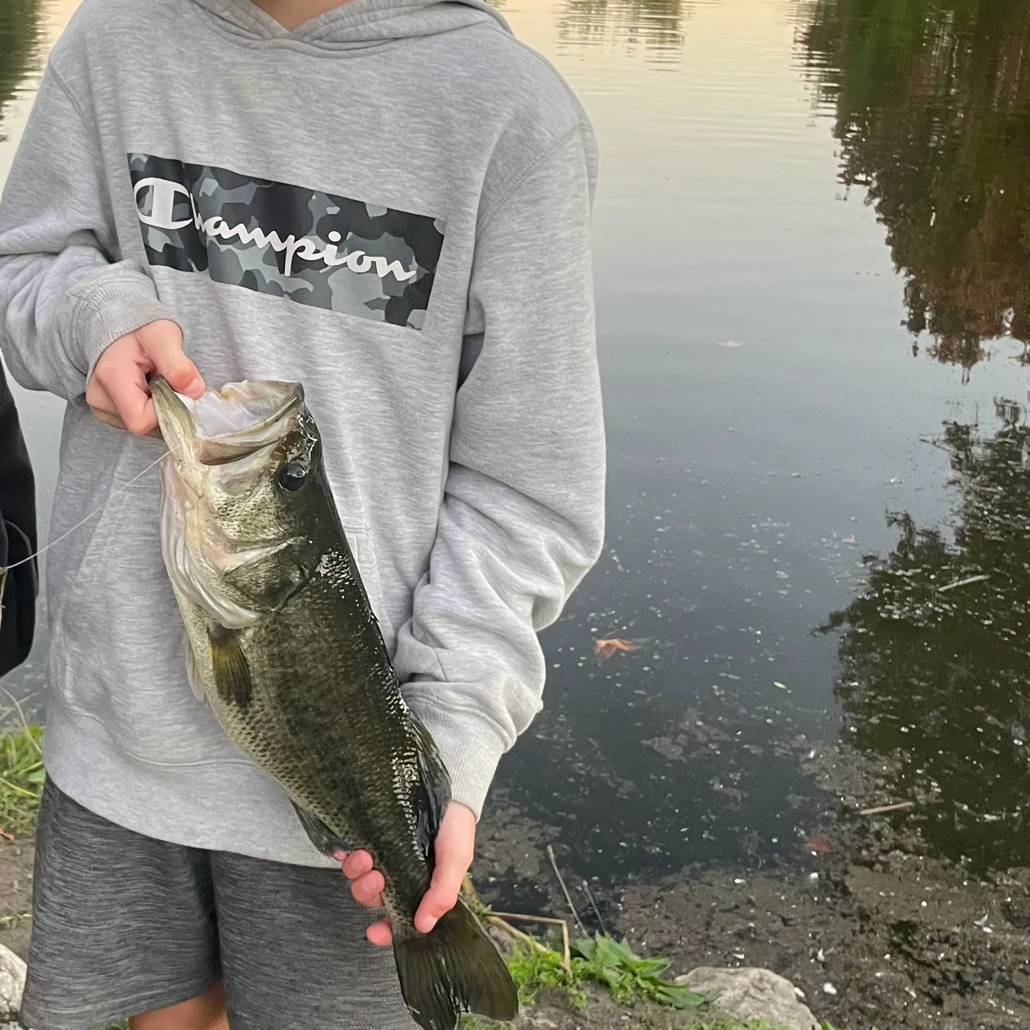 Largemouth bass caught on Fishbrain