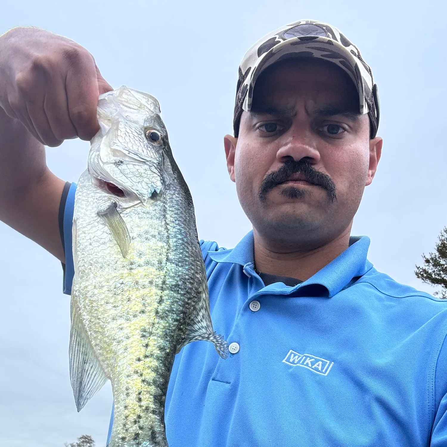 White crappie caught on Fishbrain