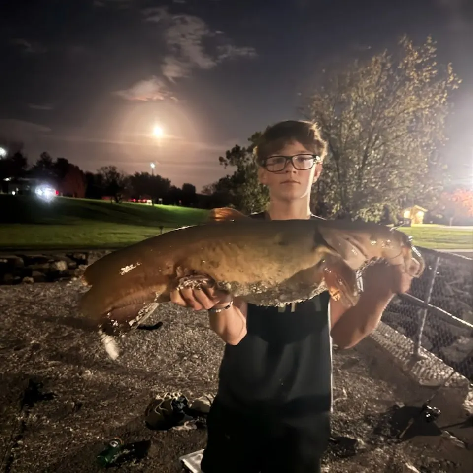Flathead catfish caught on Fishbrain