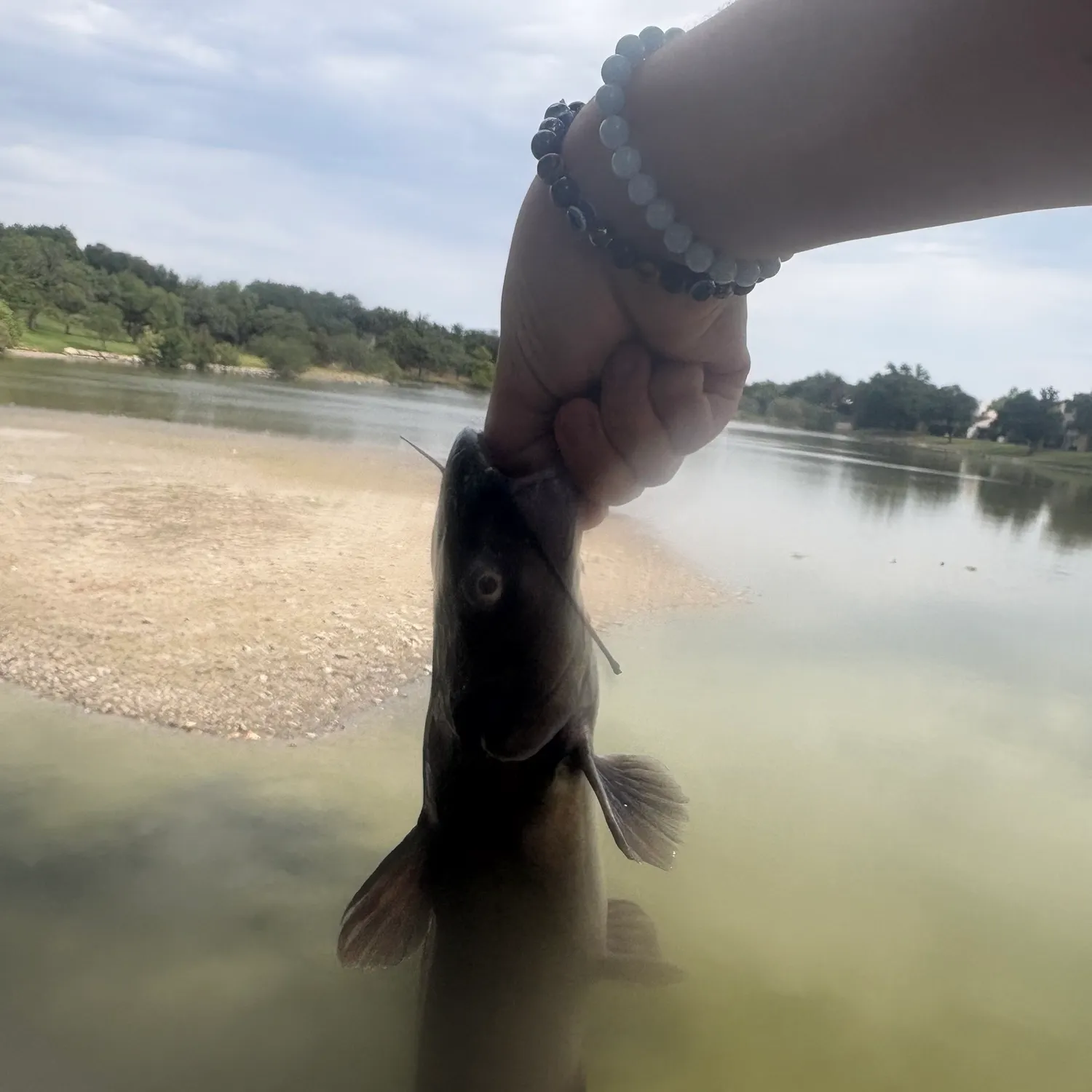 Channel catfish caught on Fishbrain