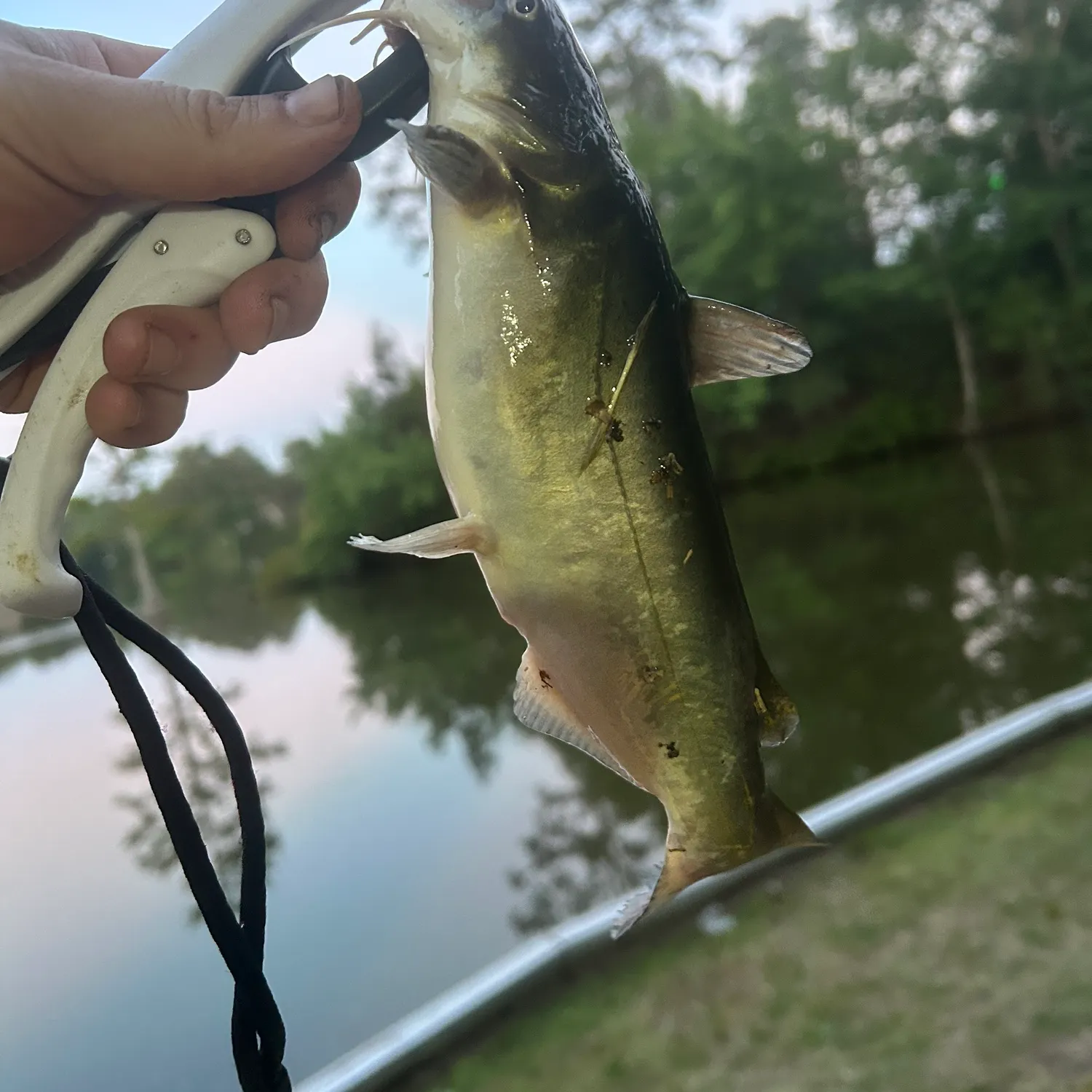 The most recent Yellow bullhead catches on Fishbrain