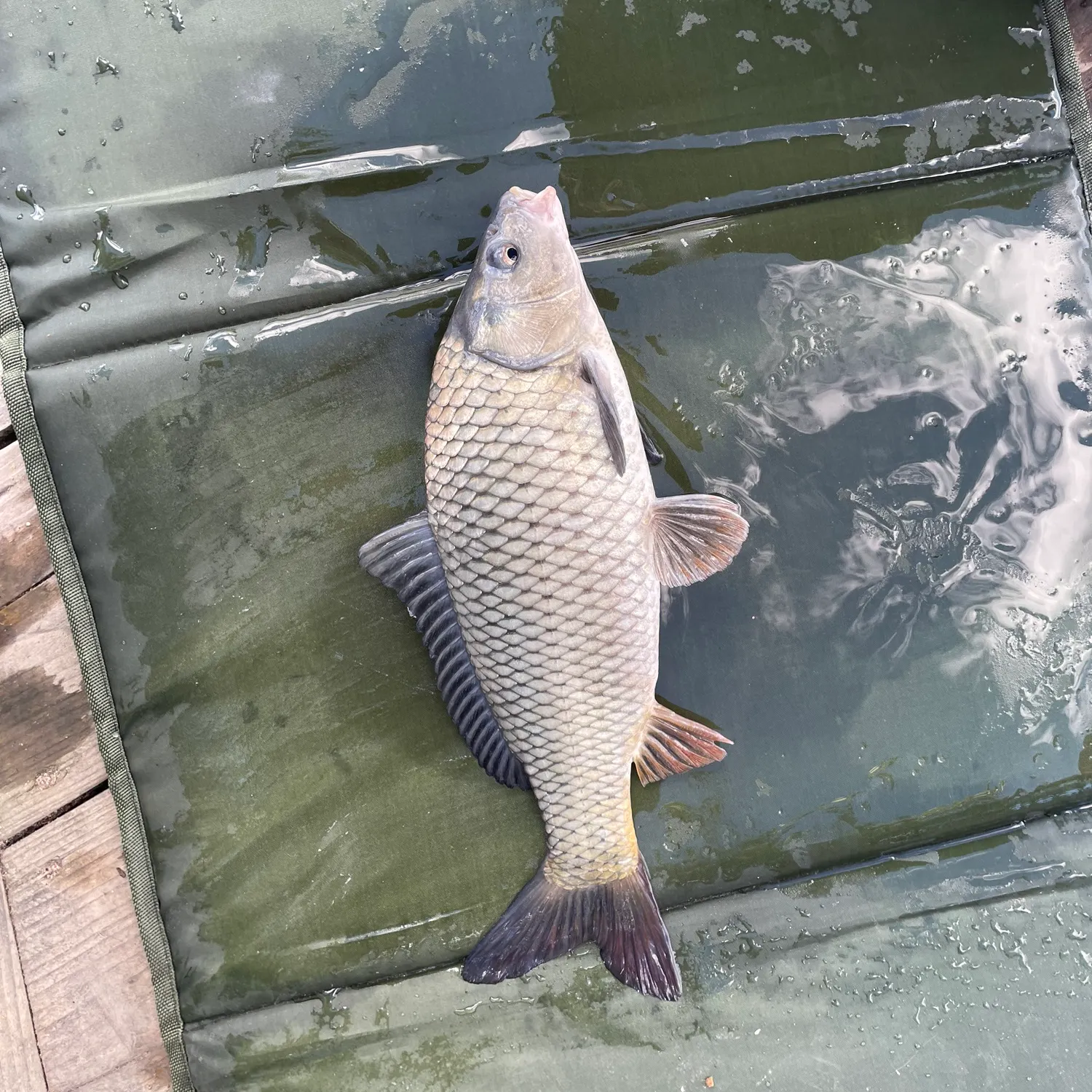 Ghost carp caught on Fishbrain