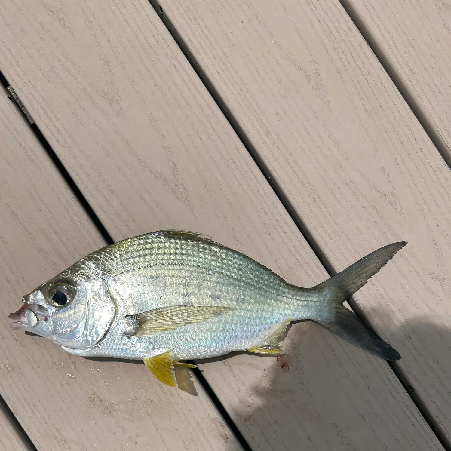 Striped mojarra caught on Fishbrain