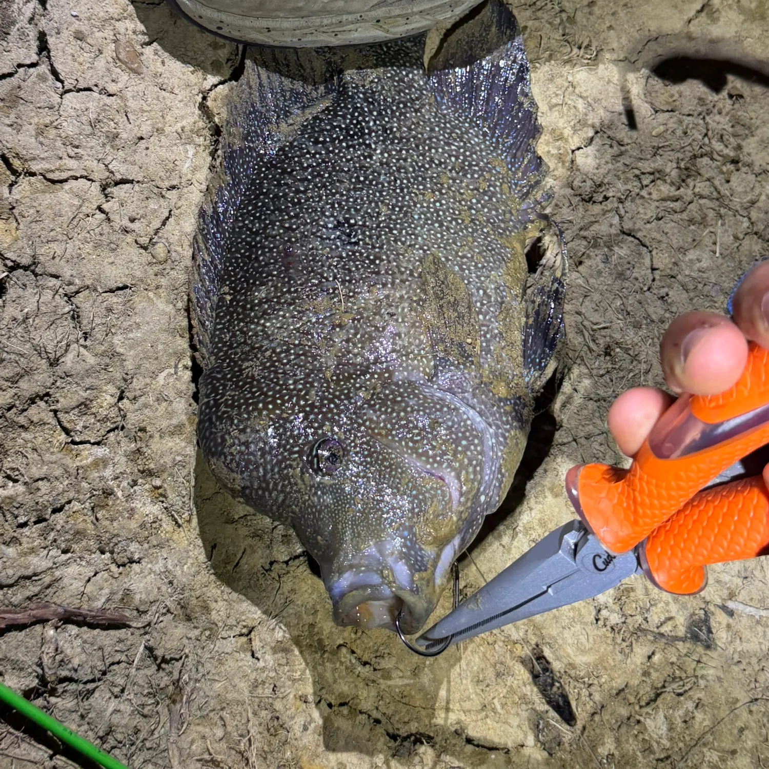 The most recent Rio Grande cichlid catches on Fishbrain