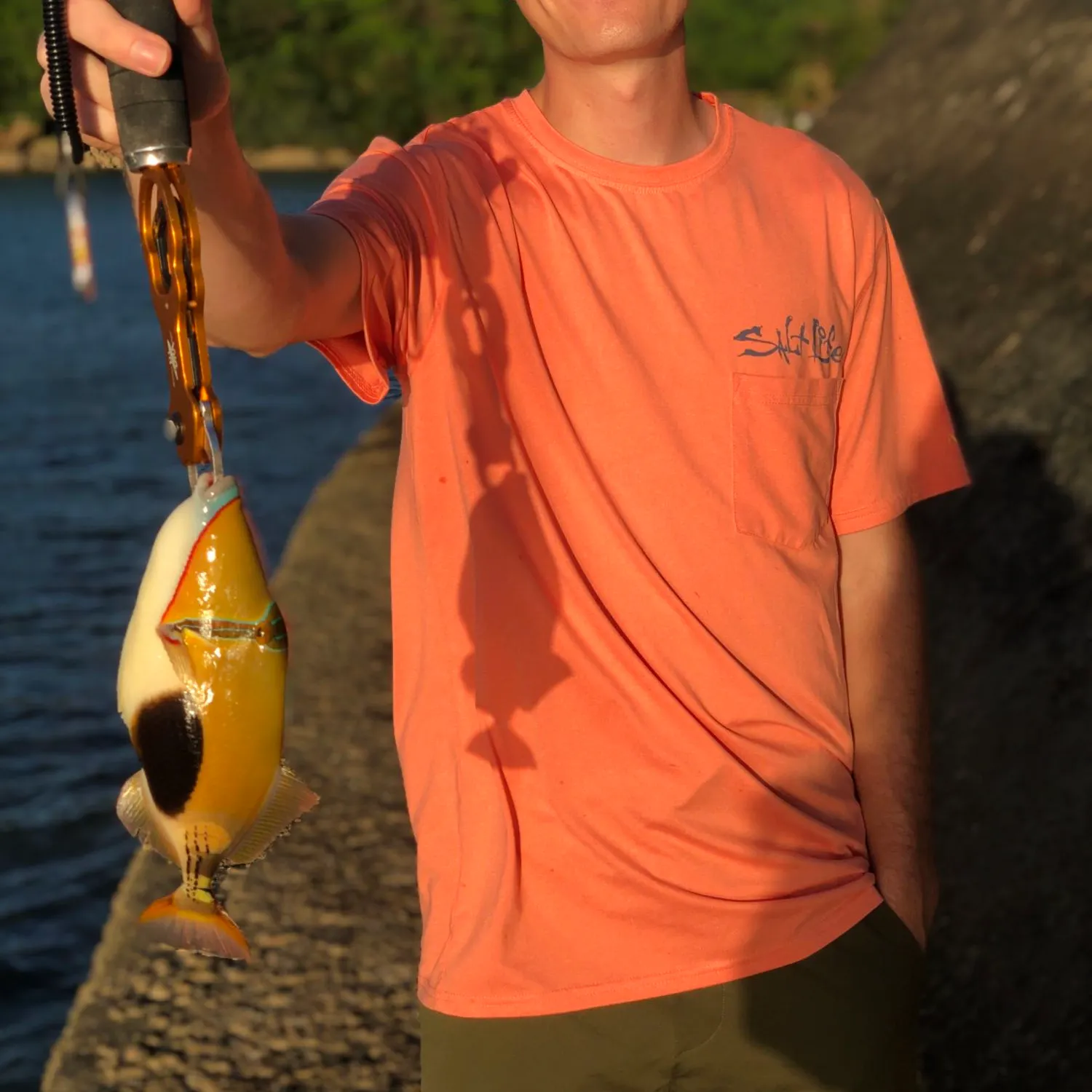 The most recent Blackbelly triggerfish catches on Fishbrain