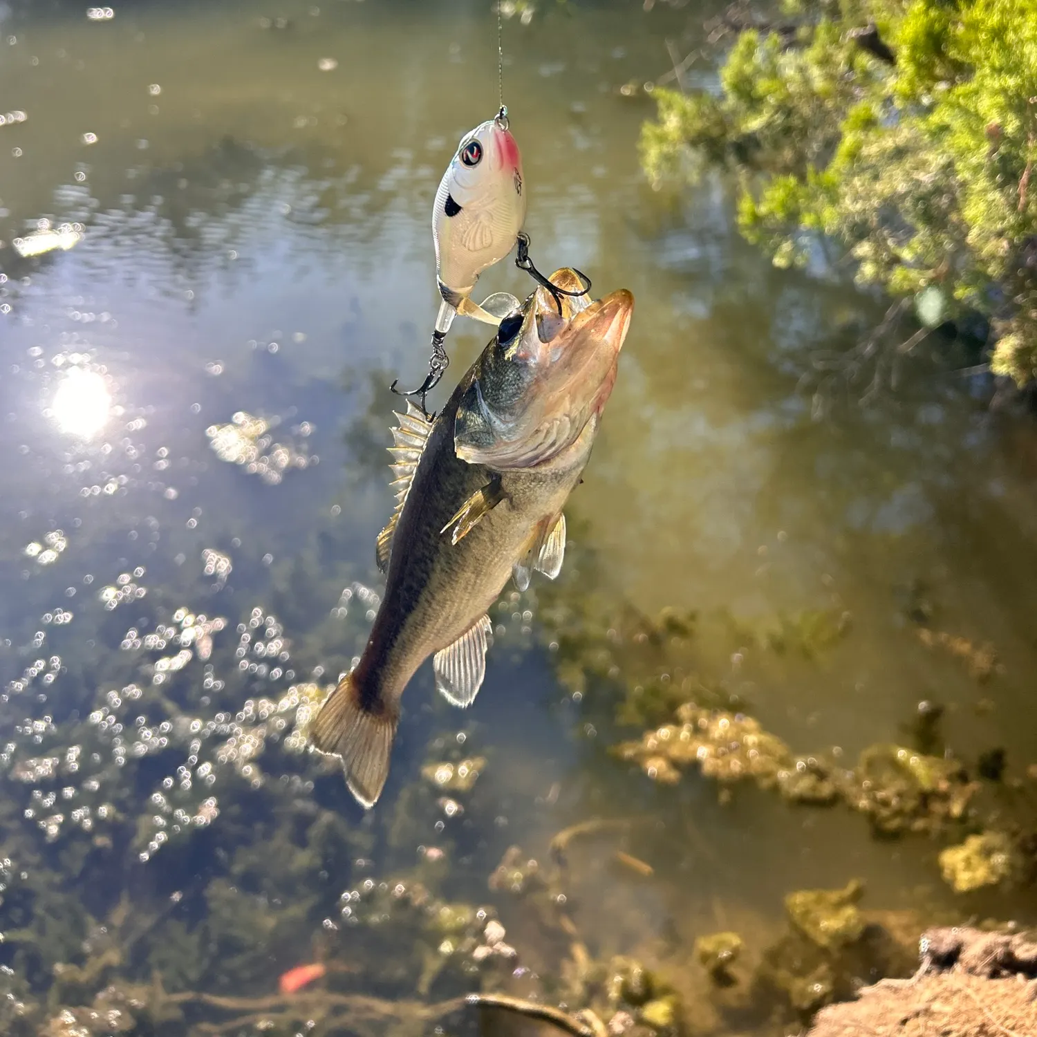 Largemouth bass caught on Fishbrain