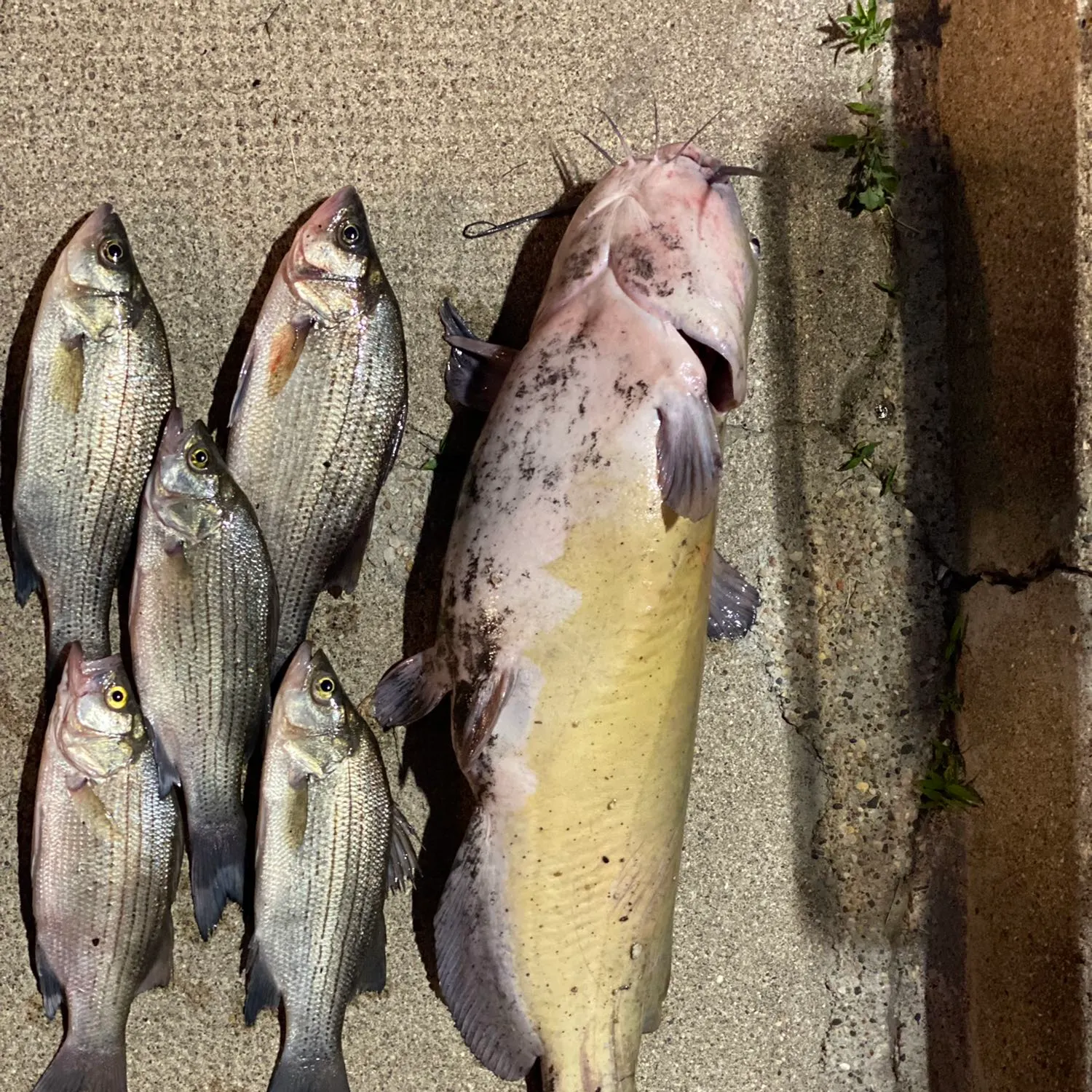 angler catch