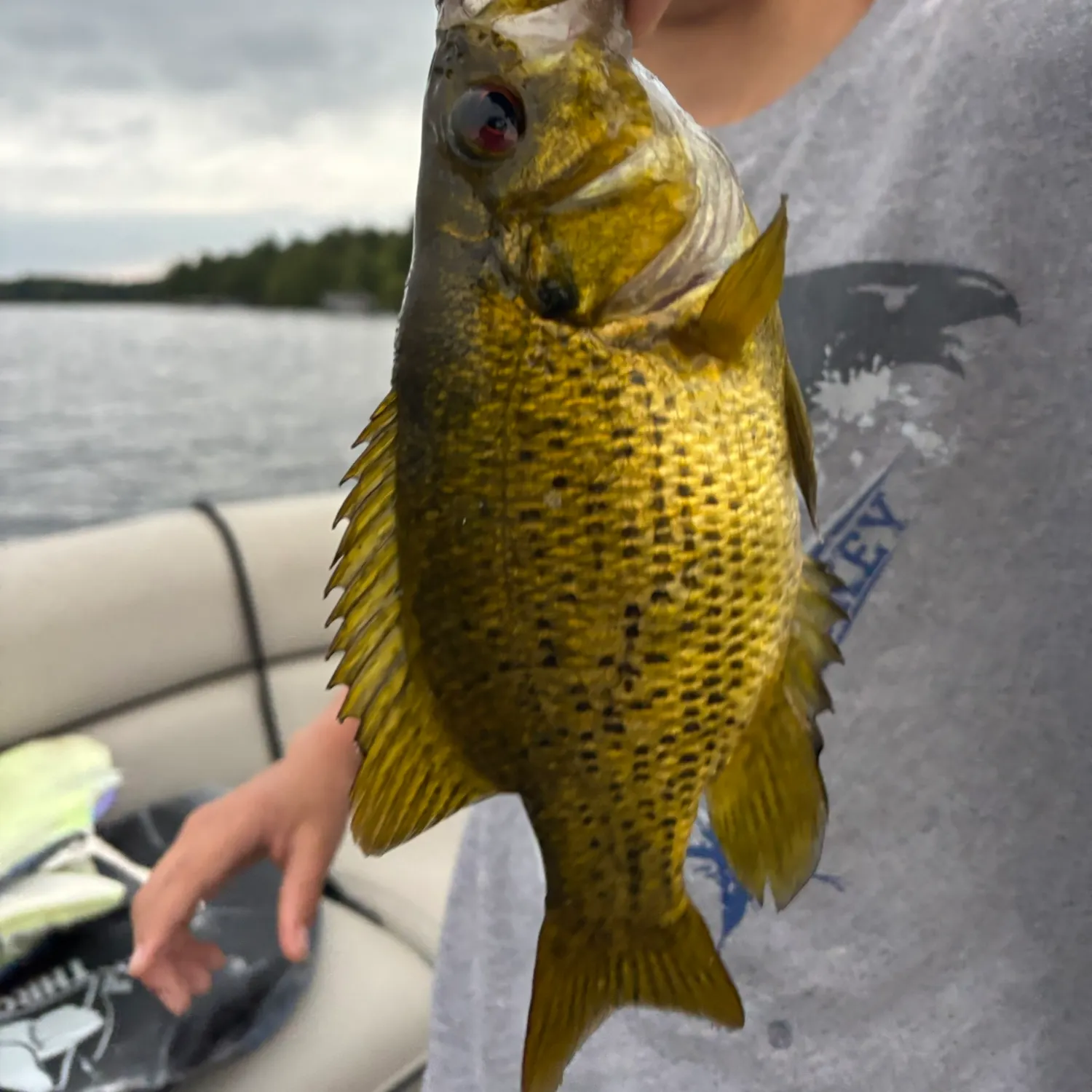 Rock bass caught on Fishbrain