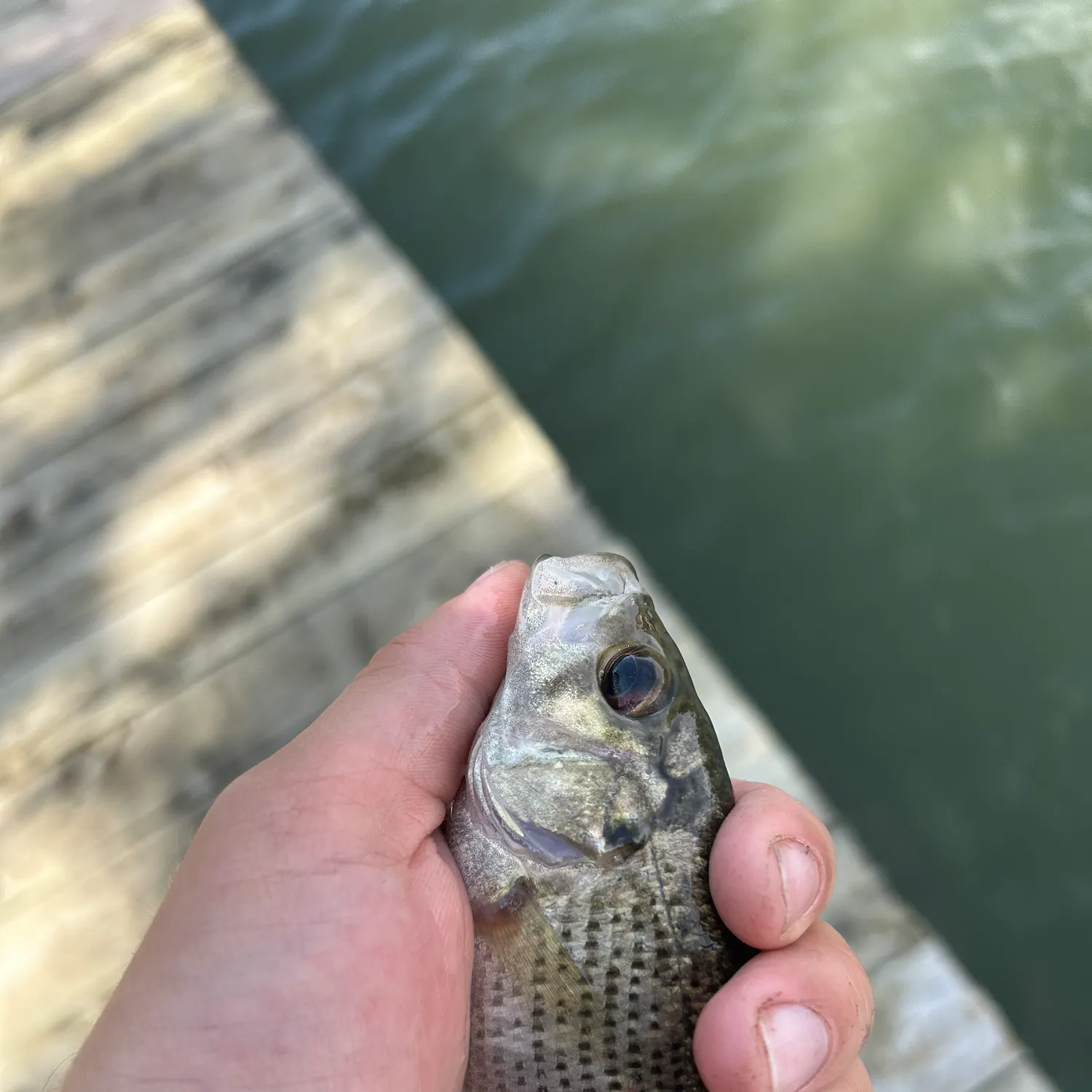 Rock bass caught on Fishbrain