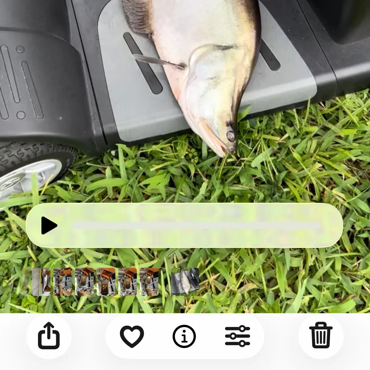 recently logged catches