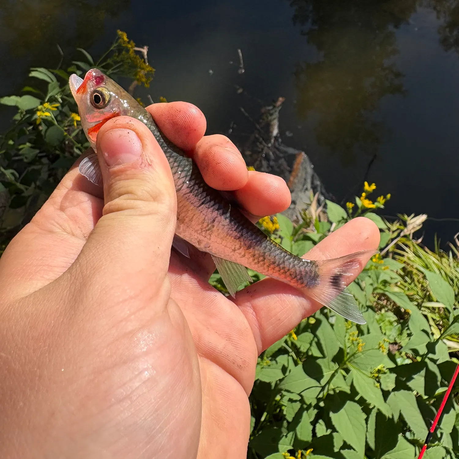 The most recent Warpaint shiner catches on Fishbrain
