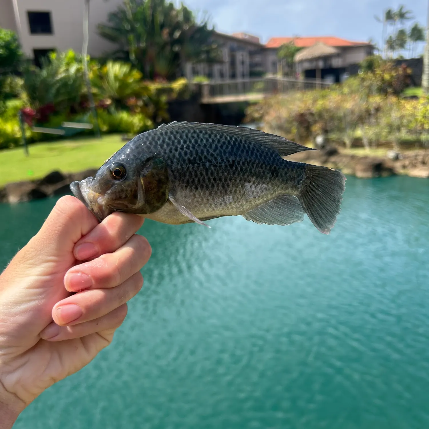 The most recent Mozambique tilapia catches on Fishbrain