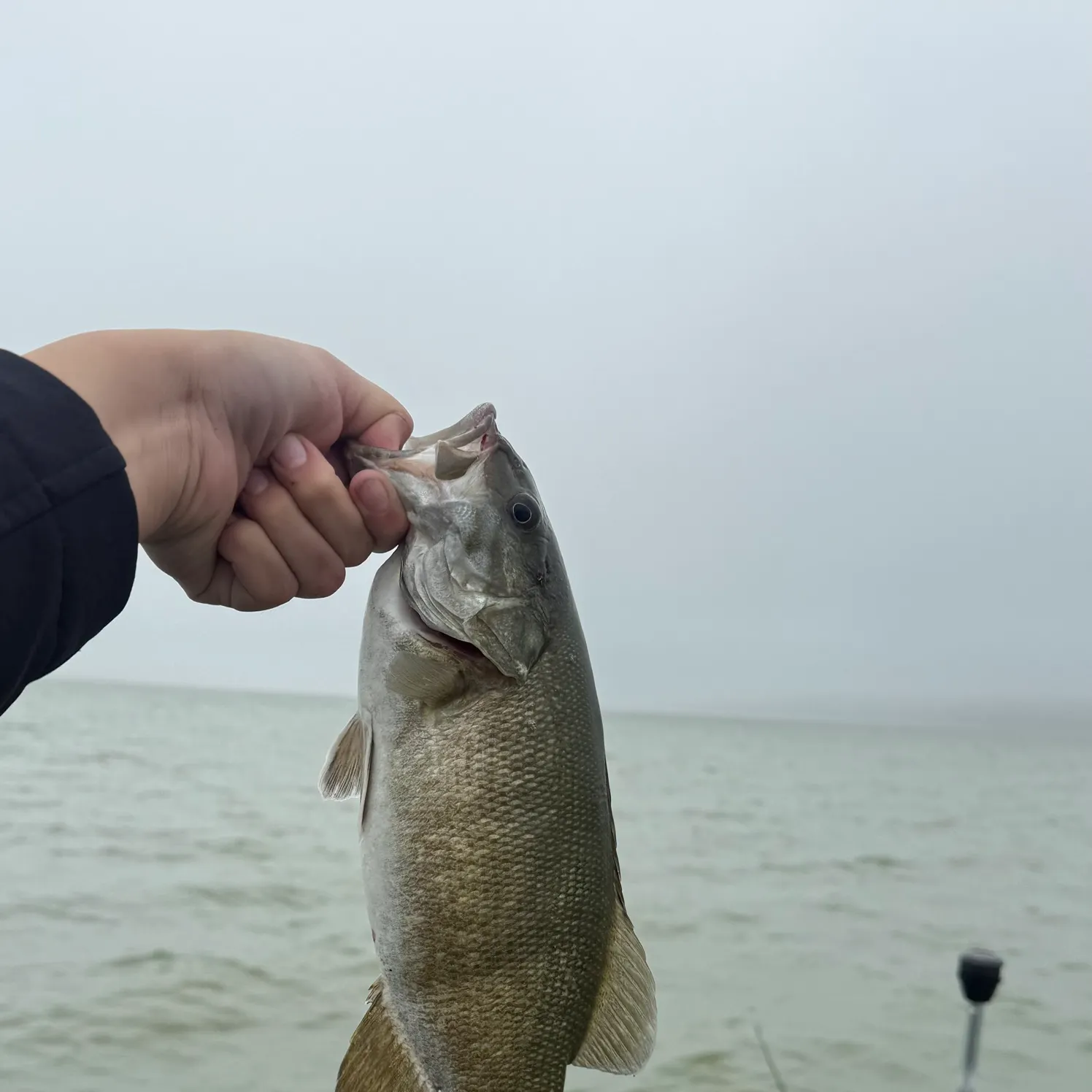 Smallmouth bass caught on Fishbrain