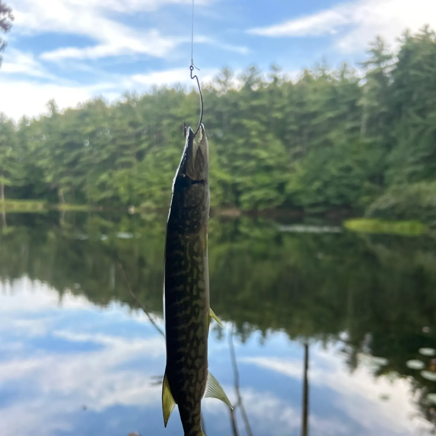 Chain pickerel caught on Fishbrain