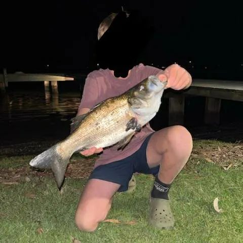 Estuary perch caught on Fishbrain