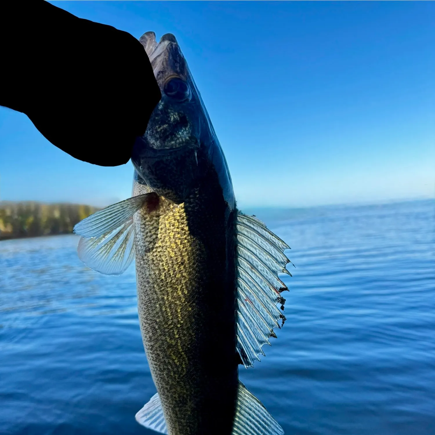 Walleye caught on Fishbrain
