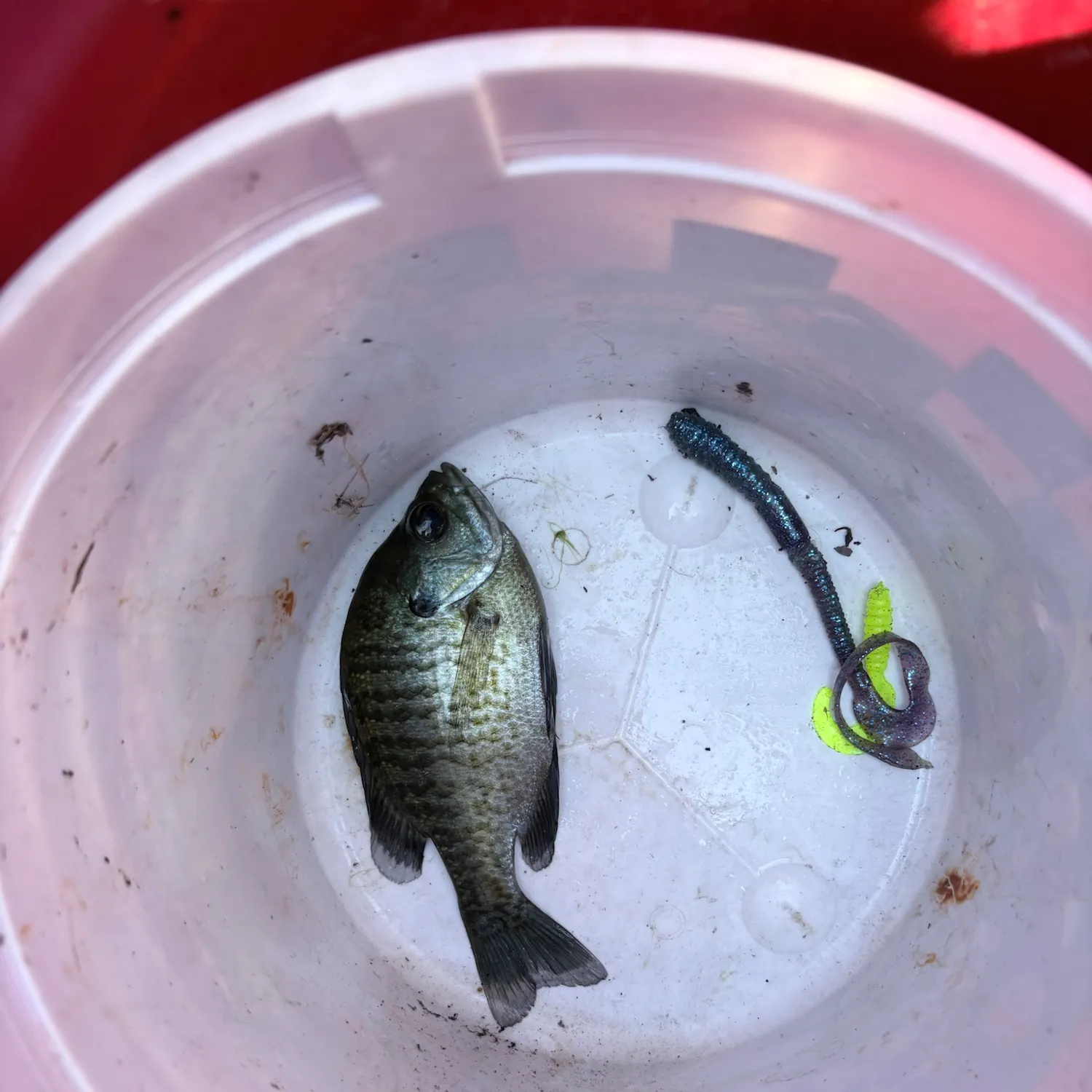 Fish caught on Fishbrain
