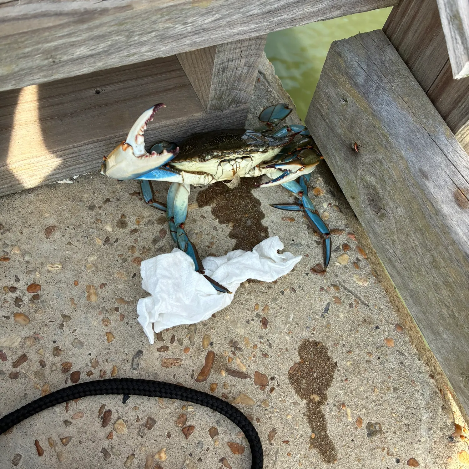 Blue crab caught on Fishbrain