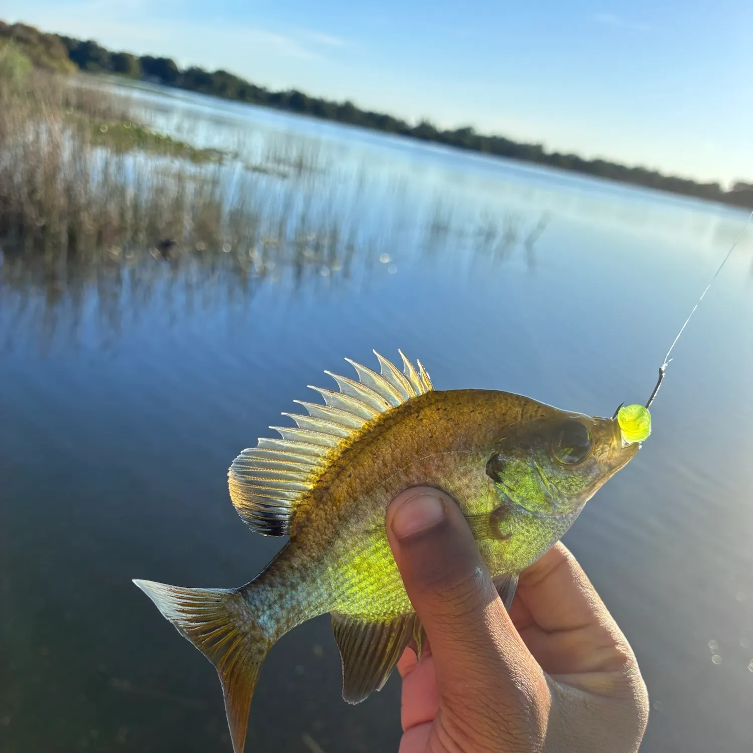 Bluegill caught on Fishbrain