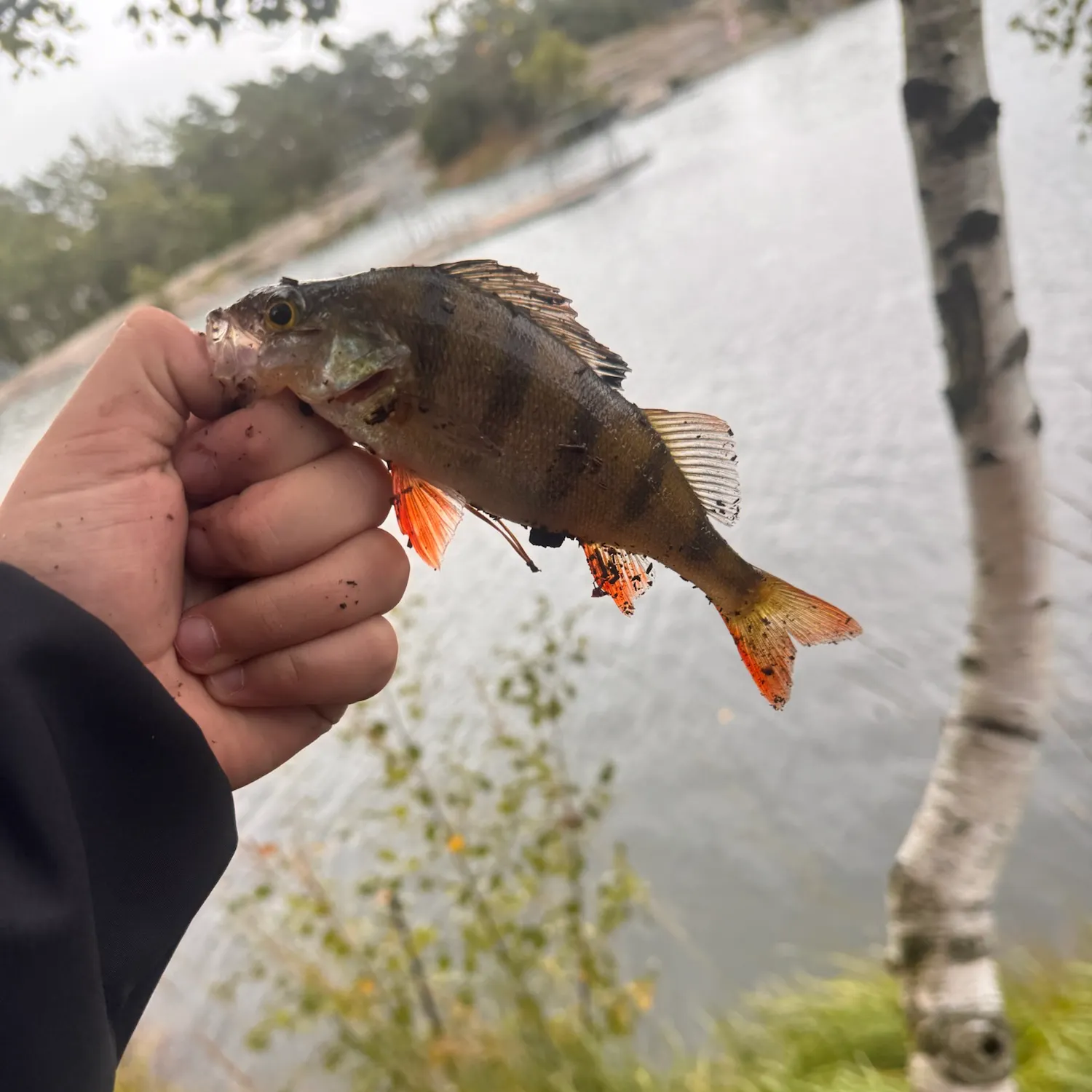 European perch caught on Fishbrain