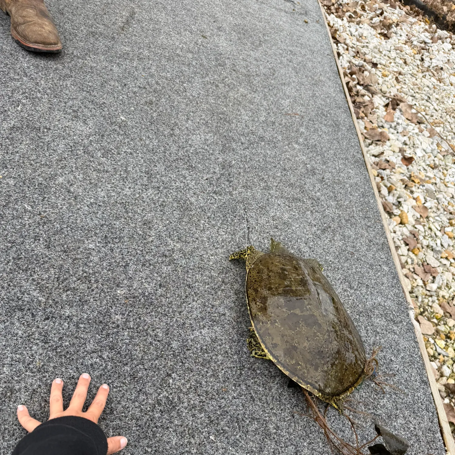 Fish caught on Fishbrain