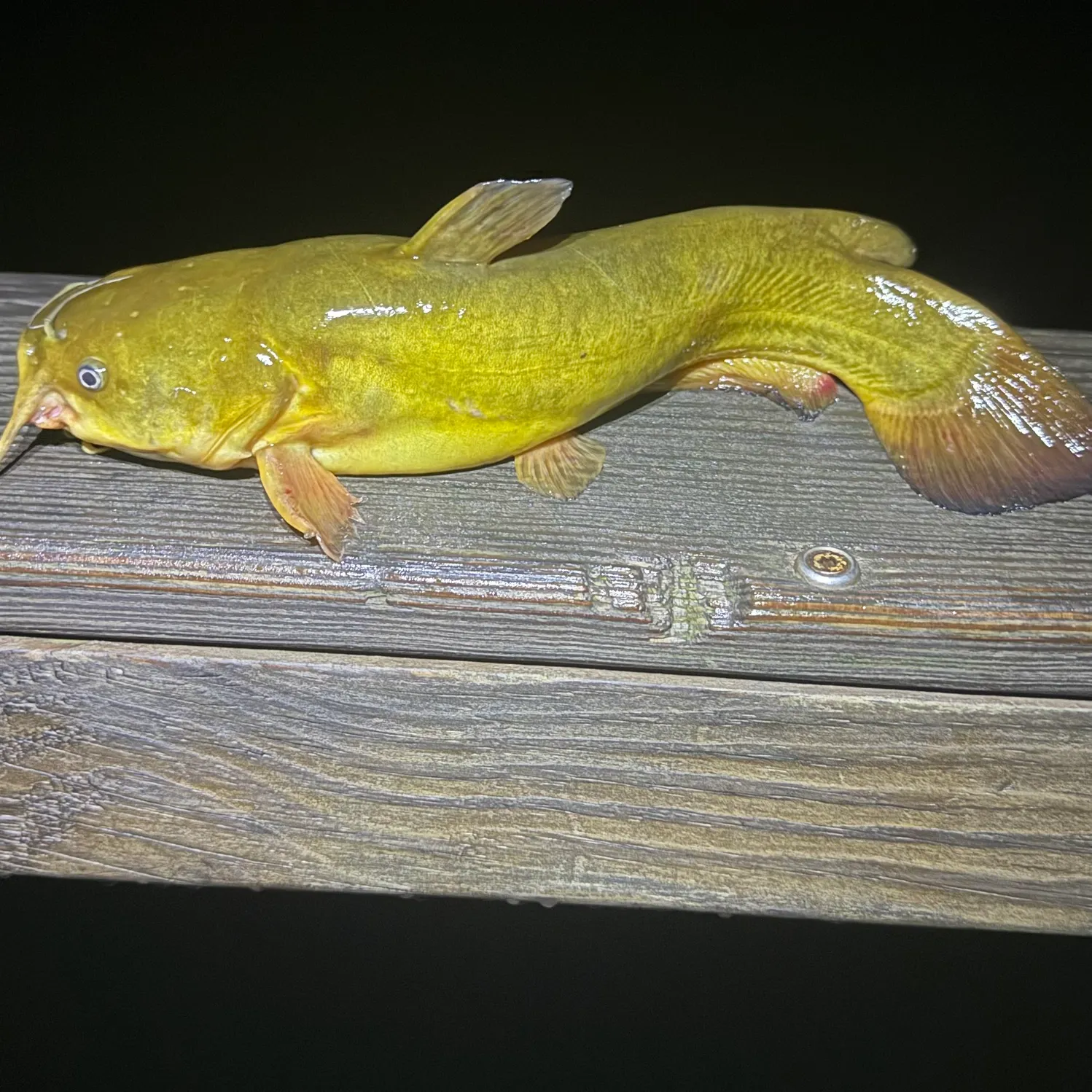 Yellow bullhead caught on Fishbrain