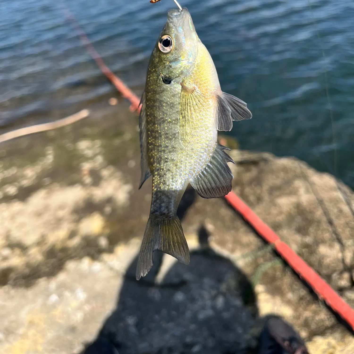 Bluegill caught on Fishbrain