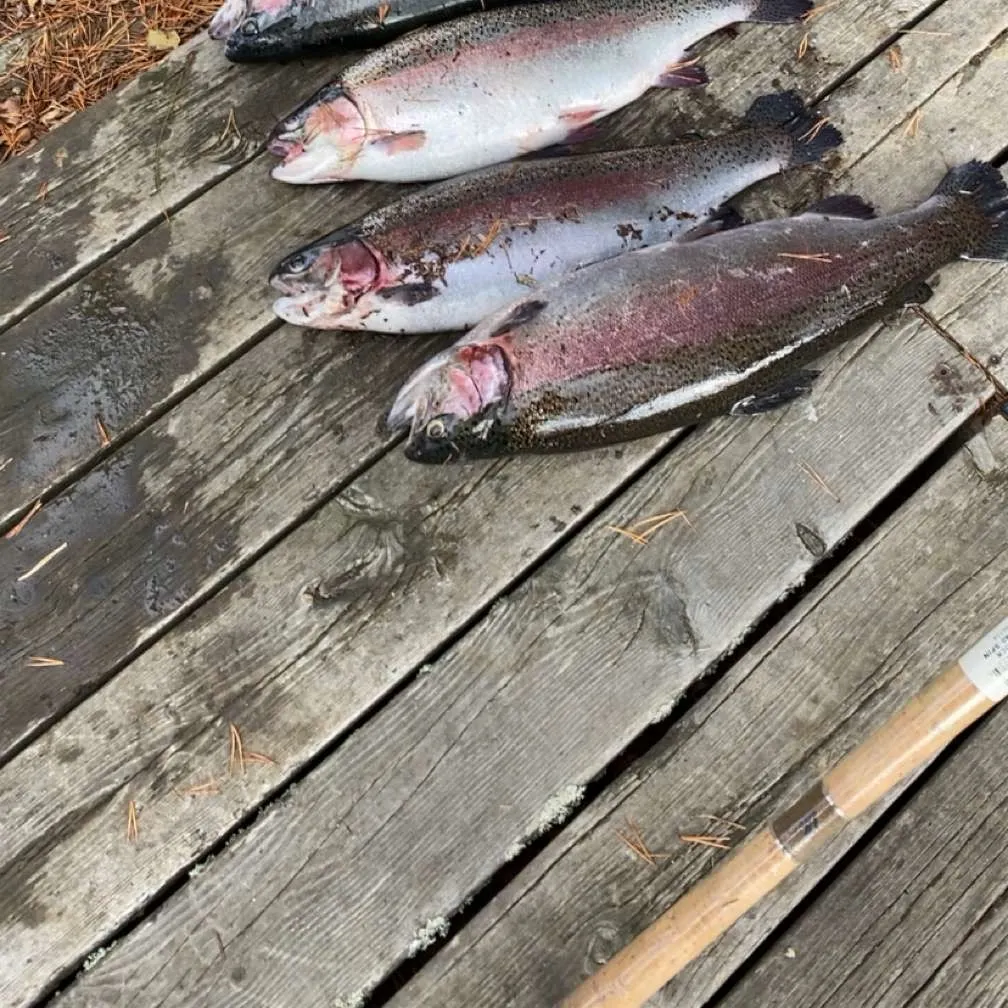 Rainbow trout caught on Fishbrain