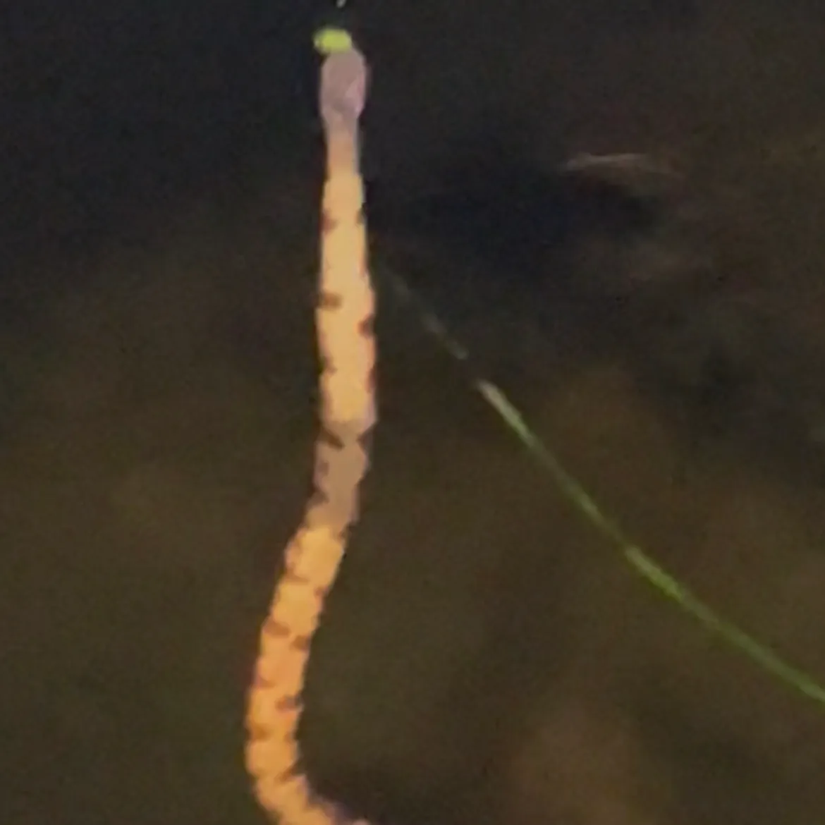 The most recent Tiger snake eel catches on Fishbrain