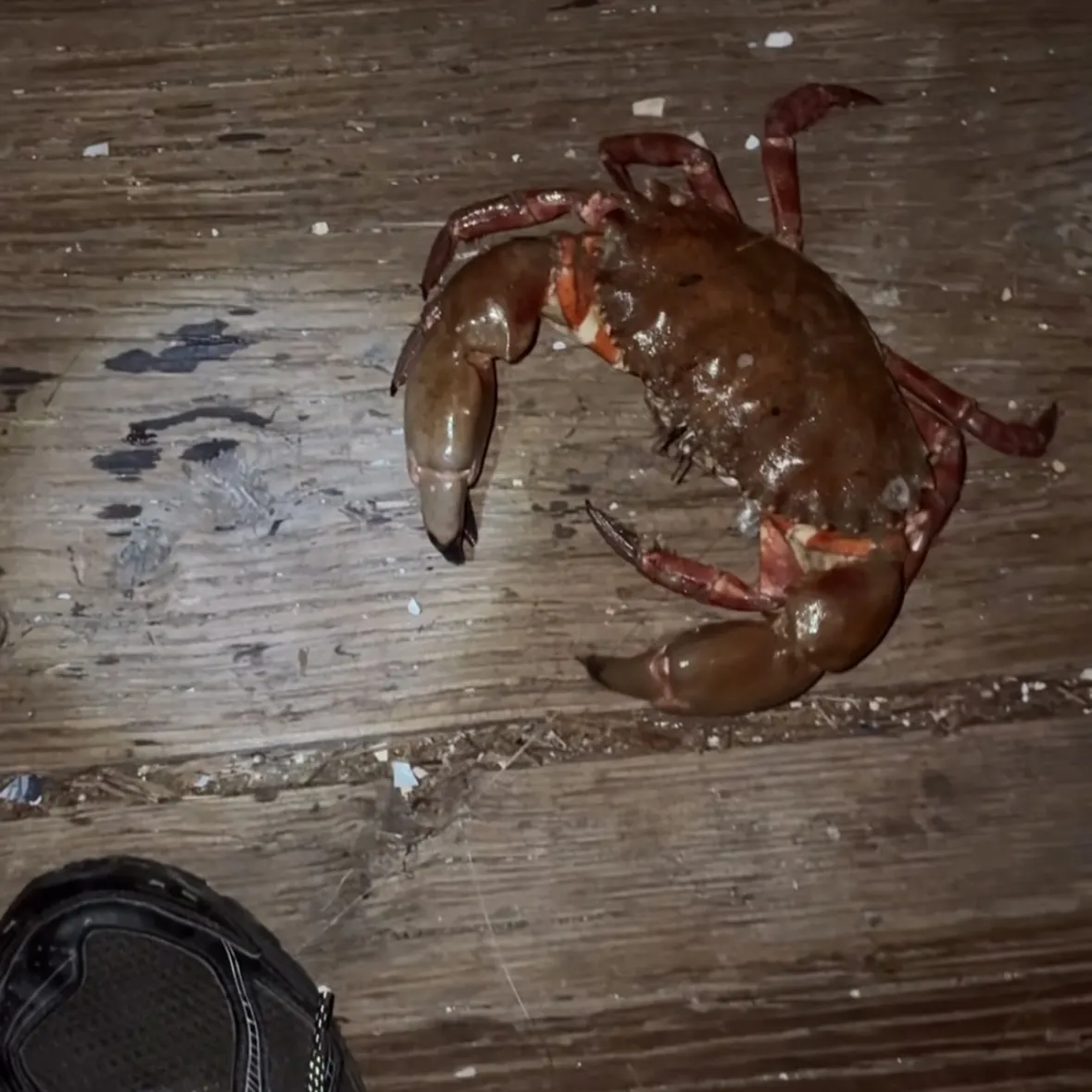 The most recent Red rock crab catches on Fishbrain