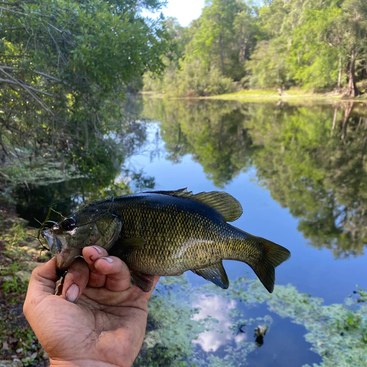 The most recent Suwannee bass catches on Fishbrain