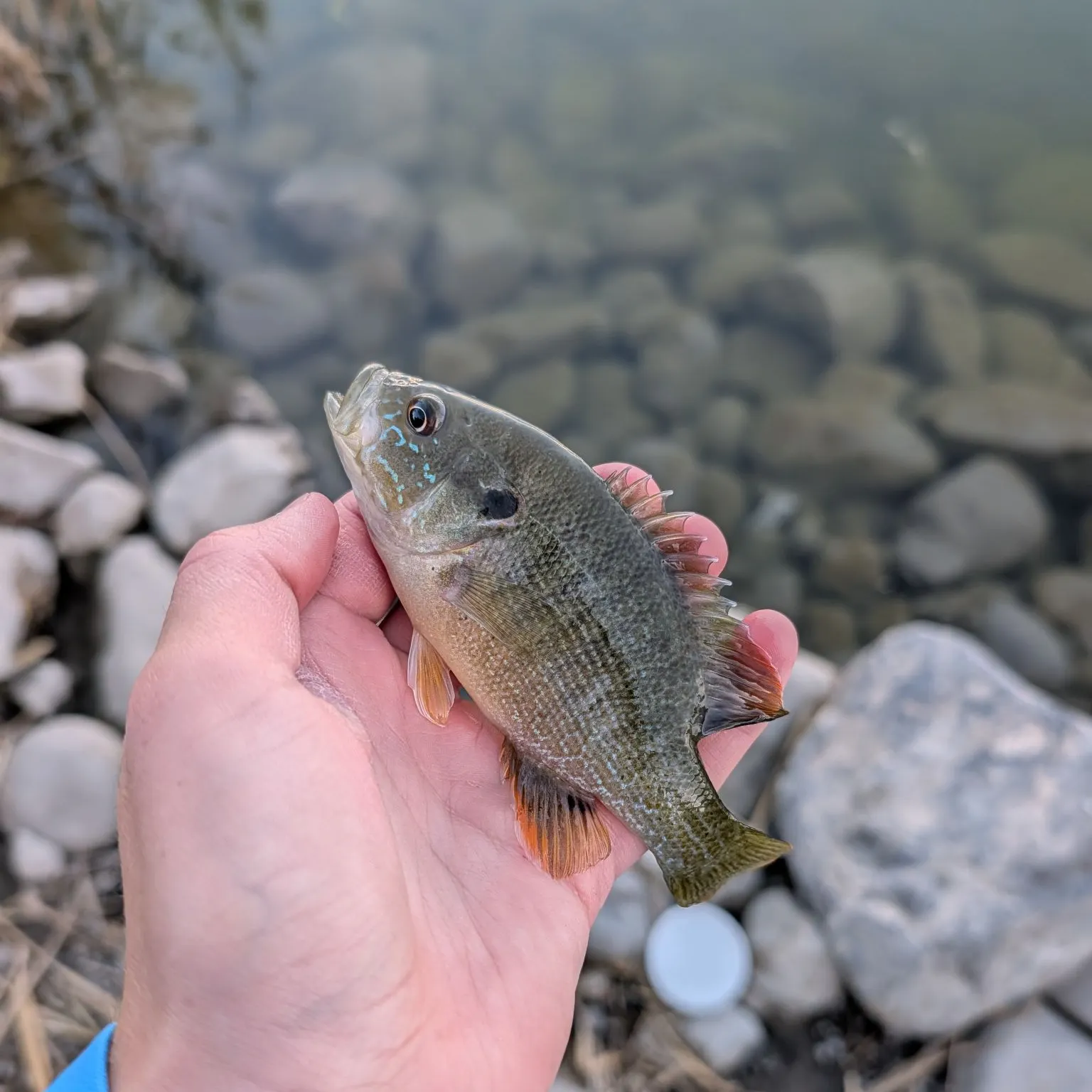 Green sunfish caught on Fishbrain