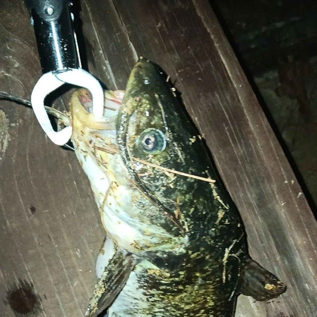 The most recent Flathead catfish catches on Fishbrain