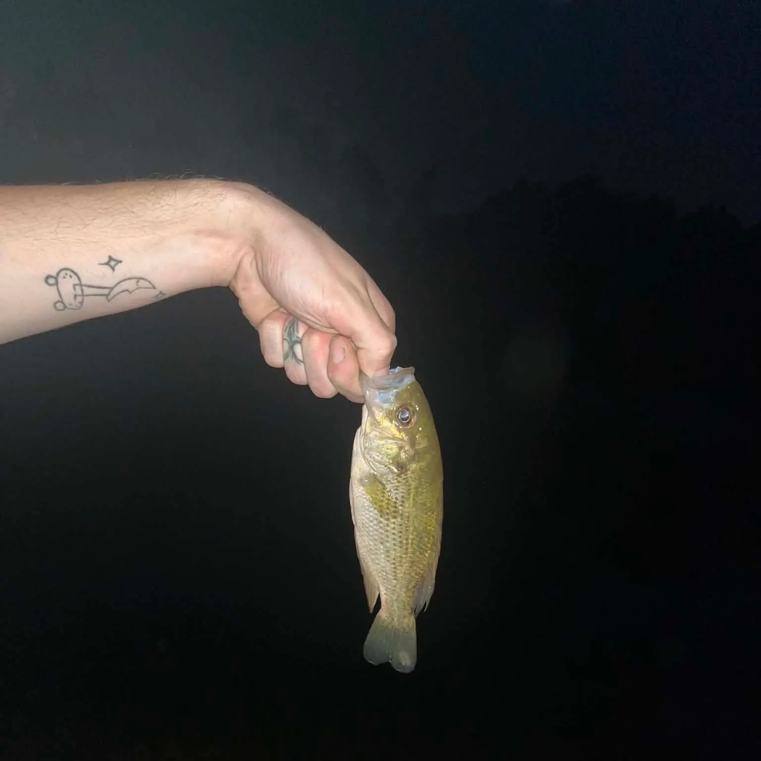 Rock bass caught on Fishbrain