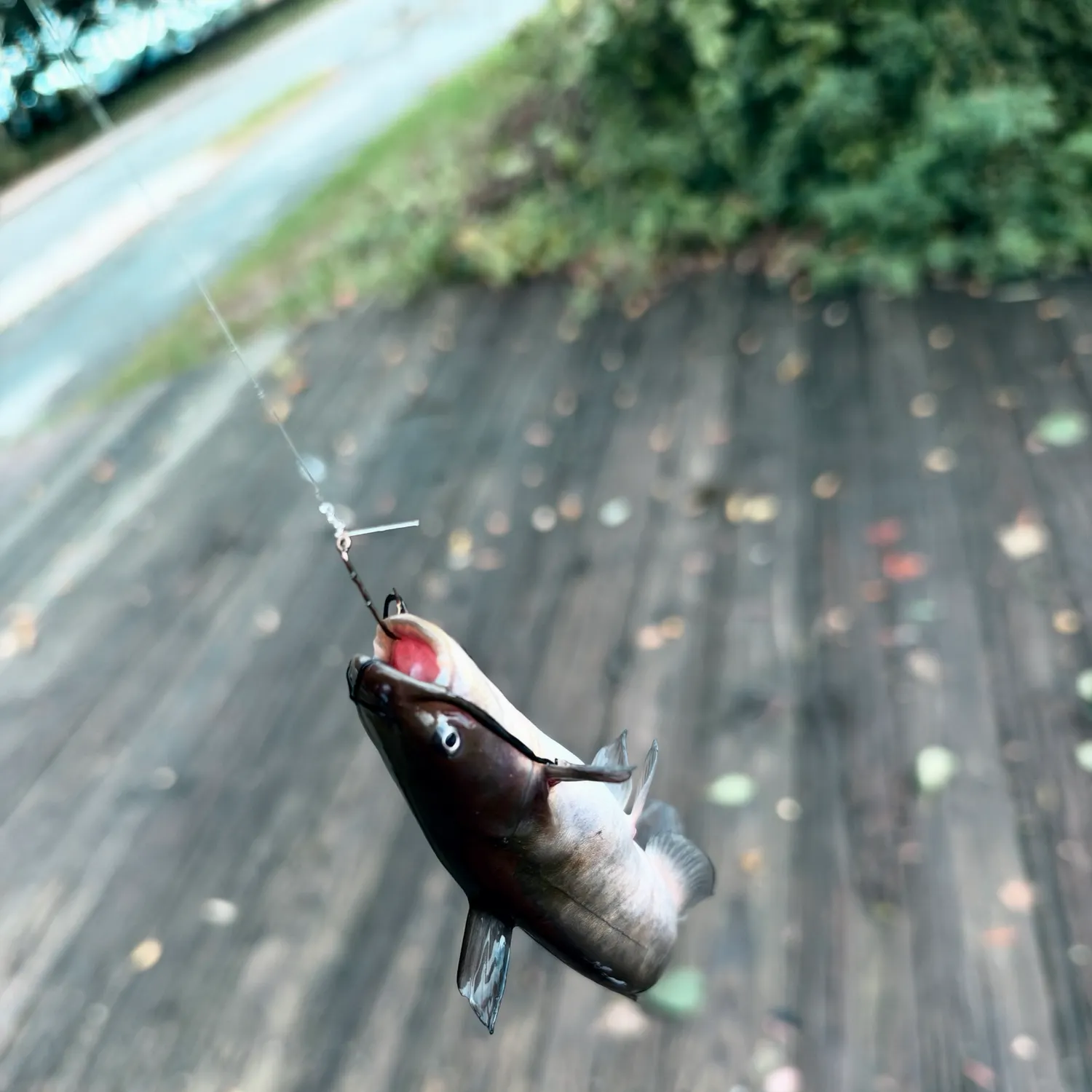 Black bullhead caught on Fishbrain