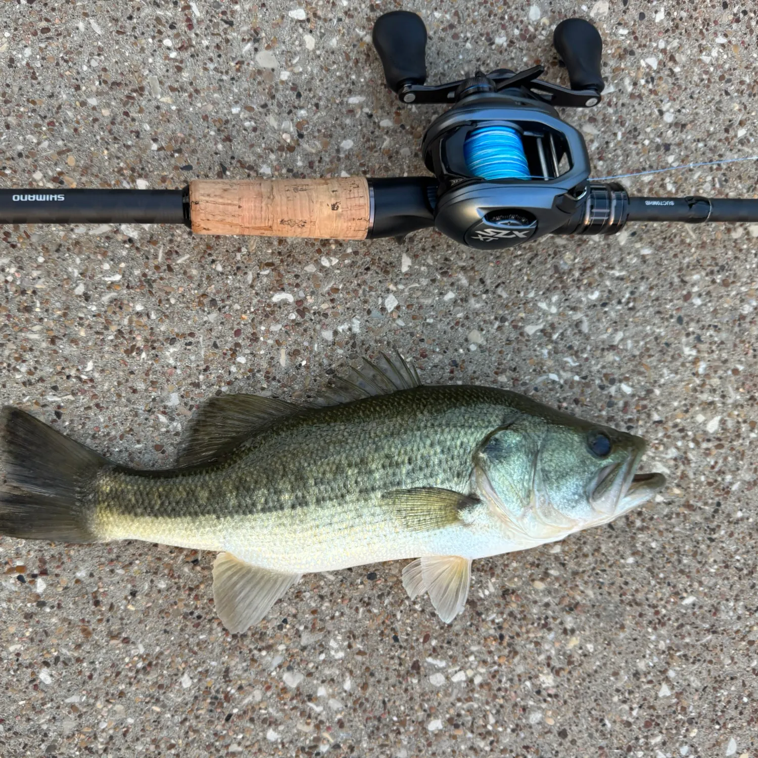 Largemouth bass caught on Fishbrain