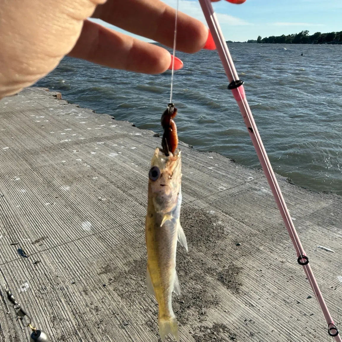 Walleye caught on Fishbrain