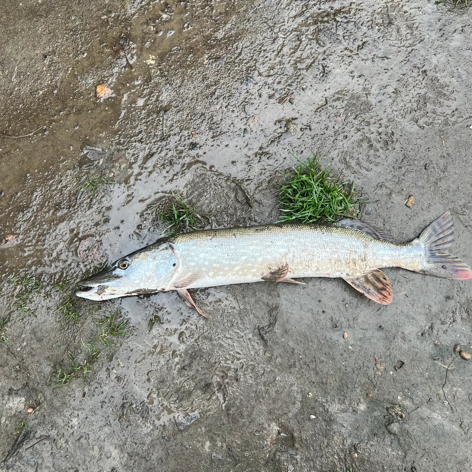 Northern pike caught on Fishbrain