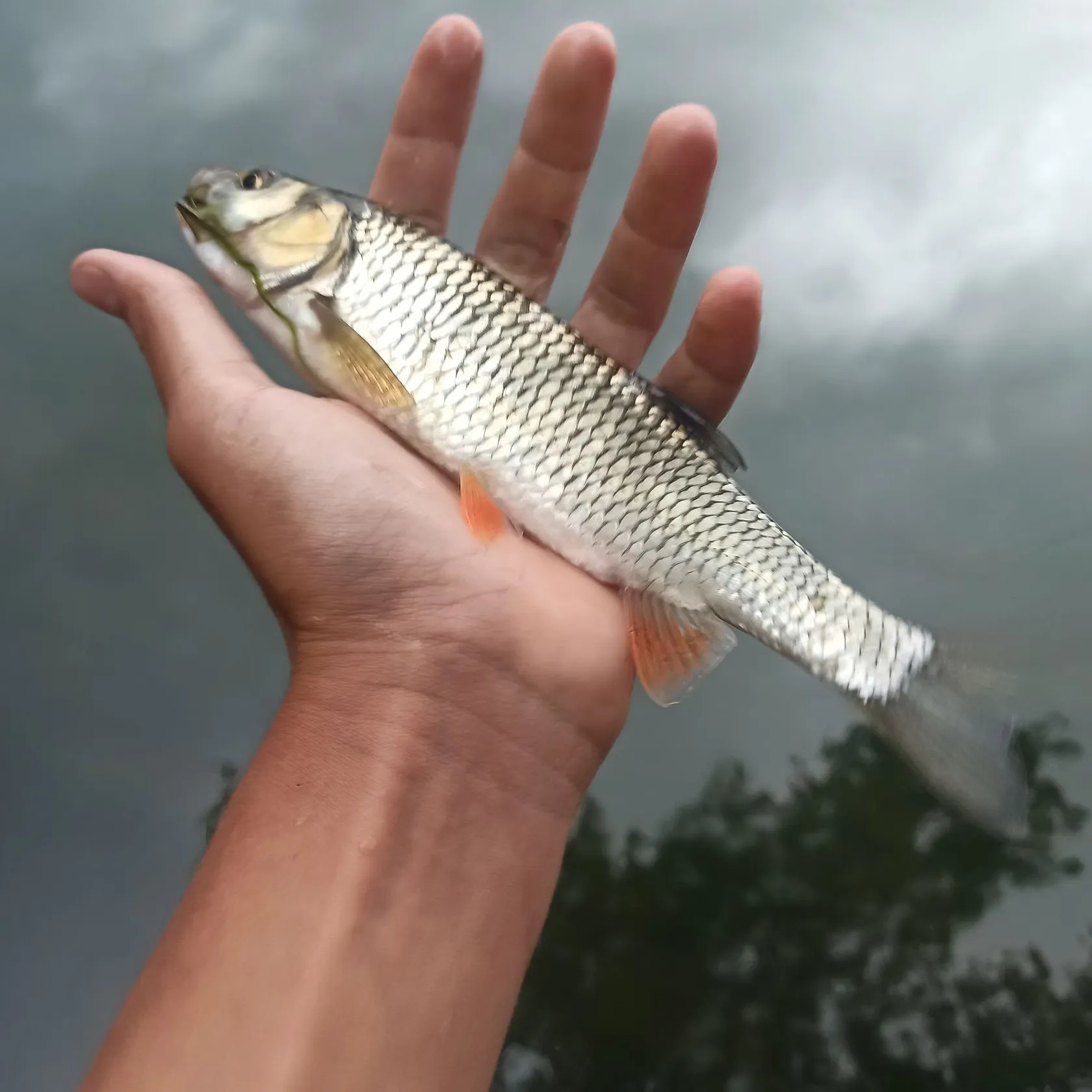 The most recent European chub catches on Fishbrain