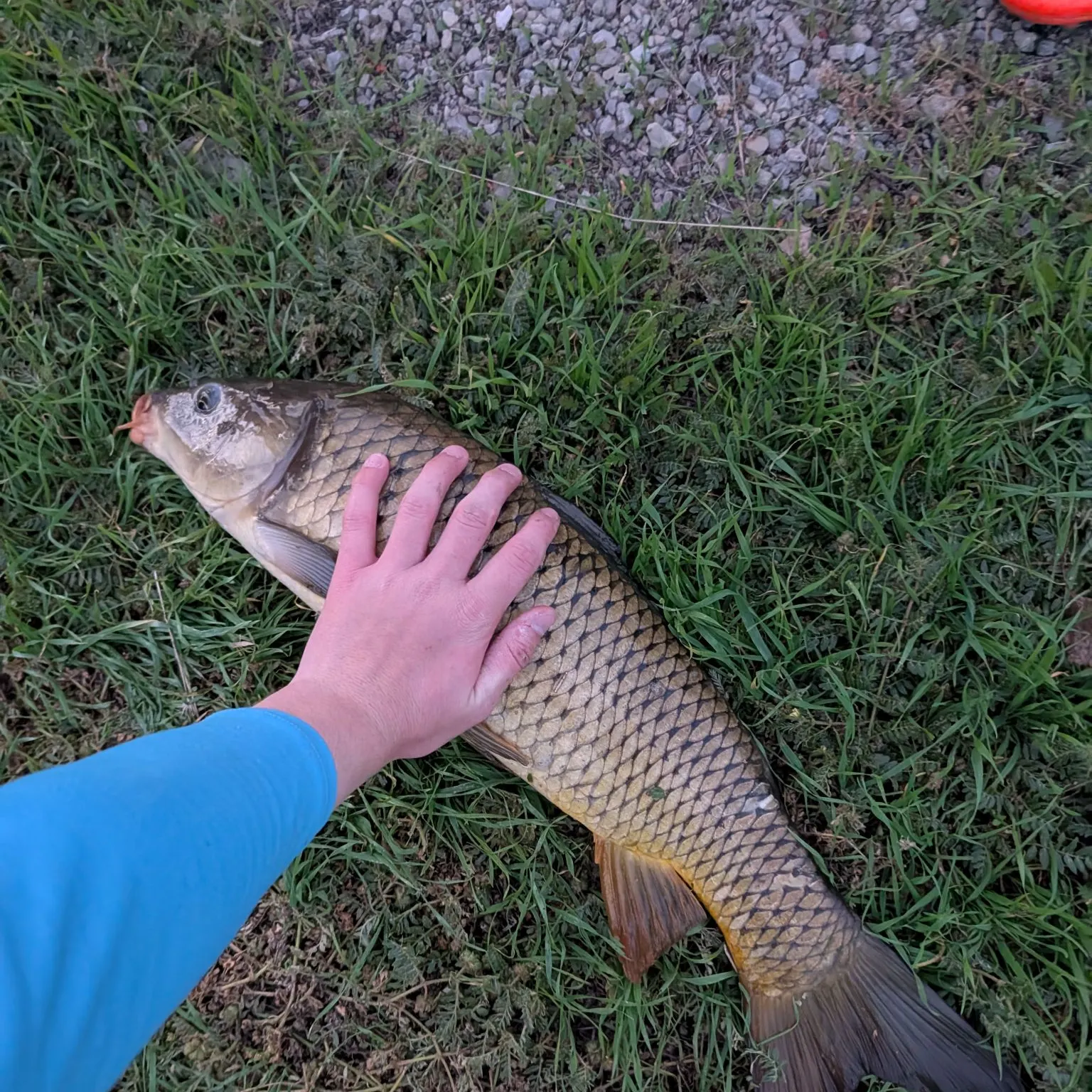 Common carp caught on Fishbrain