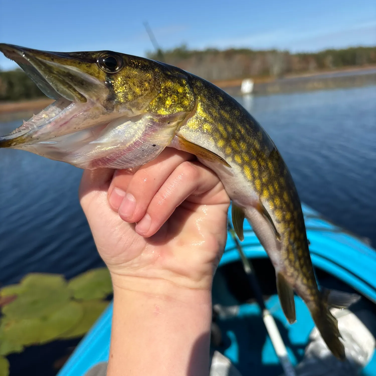 Chain pickerel caught on Fishbrain