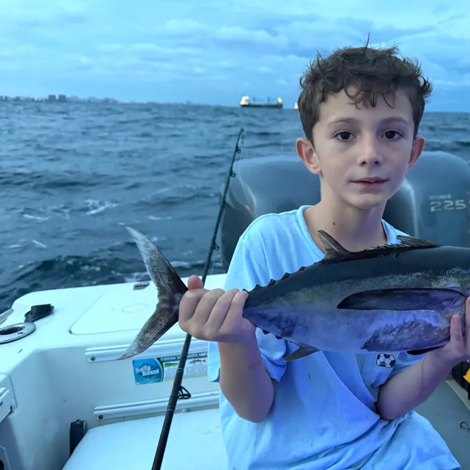 Blackfin tuna caught on Fishbrain