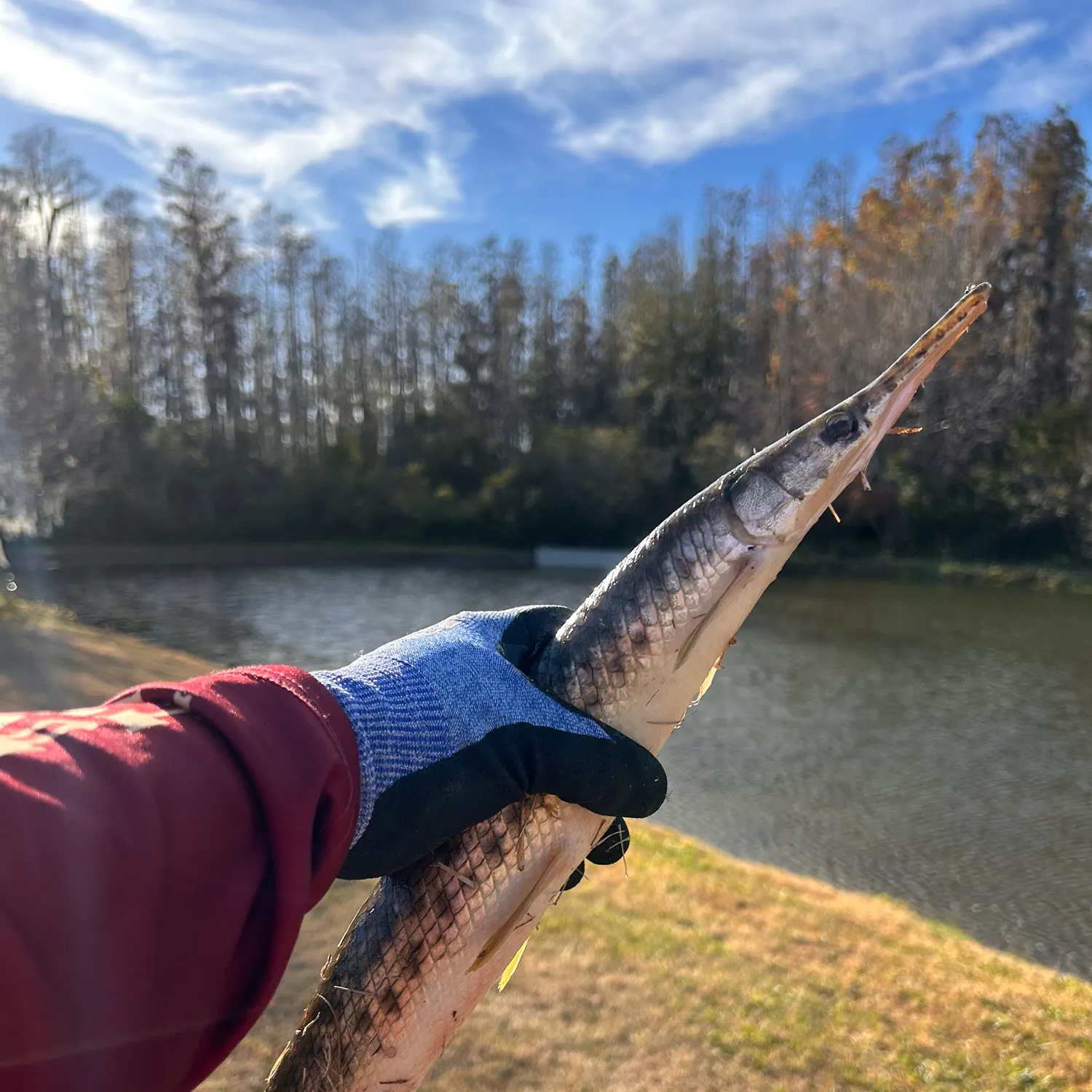 The most recent Spotted gar catches on Fishbrain