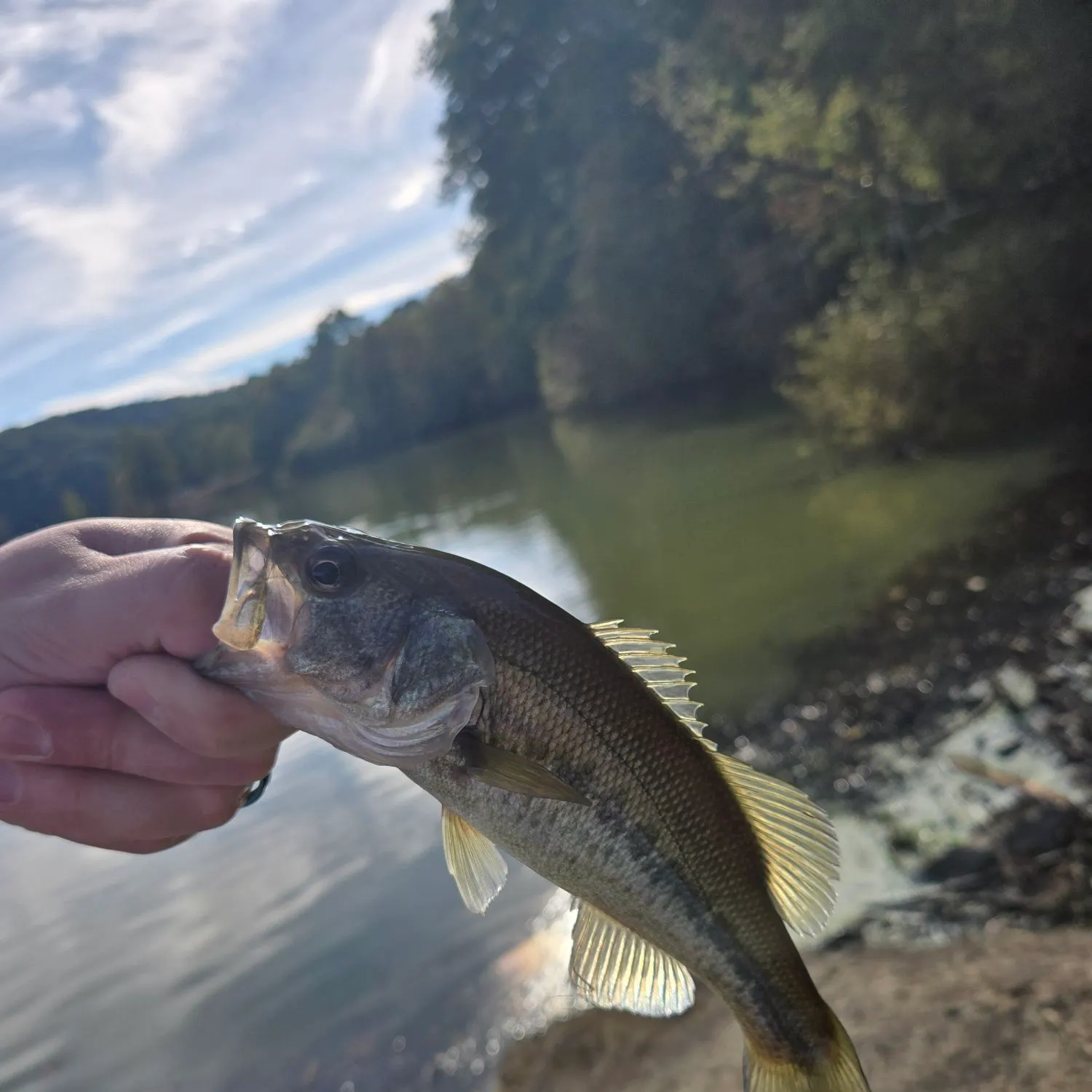 Largemouth bass caught on Fishbrain